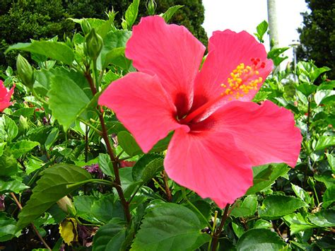 Tambahkan daun pepaya, bunga pepaya, garam, dan penyedap rasa, masak hingga daun dan bunga matang. Pengusaha & Pembekal Anak Pokok Bunga Raya (Hibiscus ...