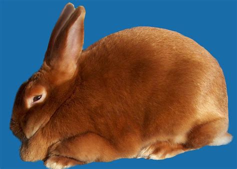 25 rabbit breeds with pictures - From dwarf rabbits to giants