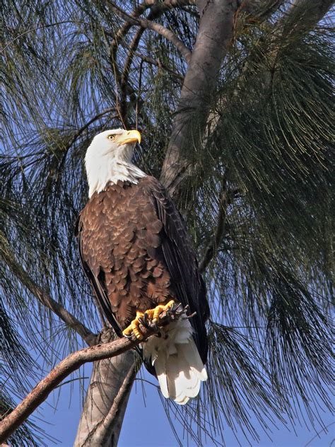 Share this article 3.0k shares share tweet text email link glenn erby. Bald Eagle female Jewel 06-20181007 | The Pembroke Pines ...