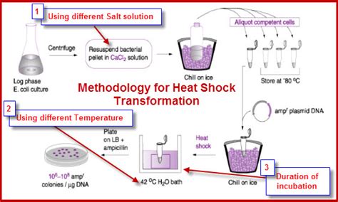 Ib Biologychemistry Ib Biology On Ee Bacteria Transformation Using