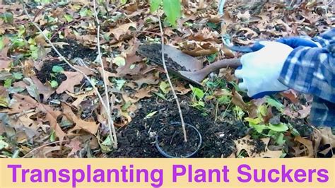 Transplanting Plant Suckers Youtube