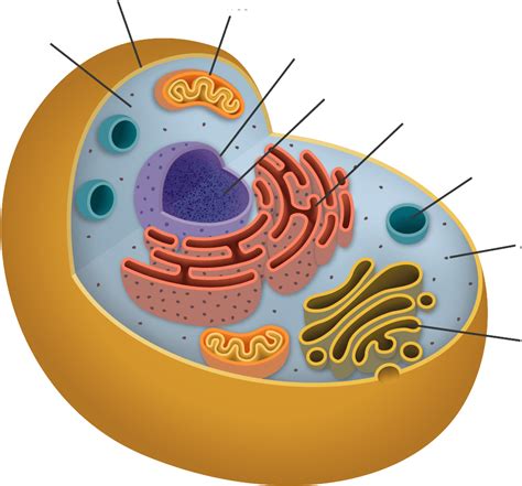 Cells Clipart Cell Diagram Cells Cell Diagram Transpa