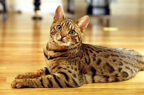 Bengal Cat Breed Information