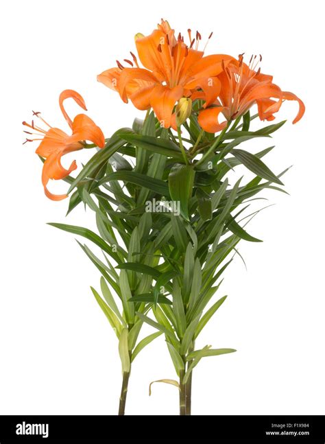 White Lilies Bouquet High Resolution Stock Photography And Images Alamy