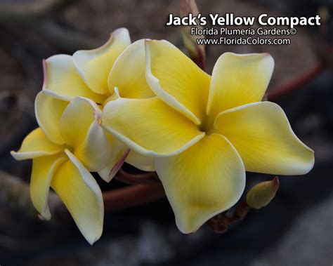 Jack S Compact Yellow Jj Plumeria Plumeria By Florida Colors Nursery
