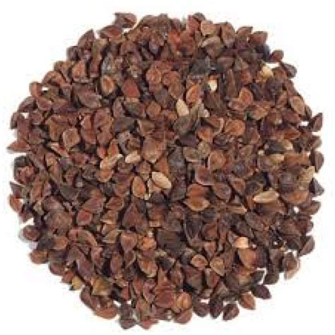 Sprouting Seeds Buckwheat Seed Bulk Sprouting Organically