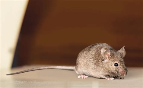 You need to be as quiet as mice in here. Types of Mice in the UK - Mouse Identification & Facts ...