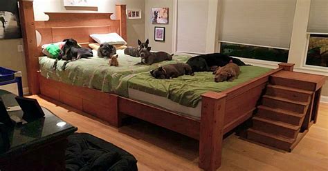 Couple Builds Giant Bed So All 8 Of Their Rescue Dogs Can Sleep With Them