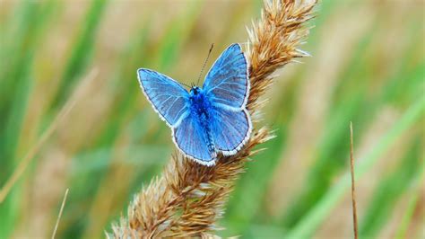 Miami blue native to southern florida, the miami blue ( cyclargus thomasi bethunebakeri ) nearly disappeared after a hurricane in 1992. Blue Butterfly Pictures | Download Free Images on Unsplash