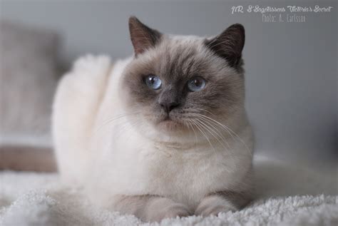 British shorthair lilac vs blue. Pin on British shorthair cats lilac