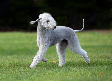 The Most Expensive Dog Breeds In The World