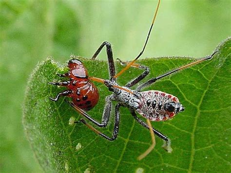 Say that you rely on a certain part that you can only obtain from a company that's located in a country currently experiencing sanctions from your government. 10 Facts about Biological Control | Fact File