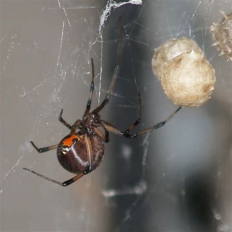 Brown Widow Spider The Less Notorious Black Widow Counterpart
