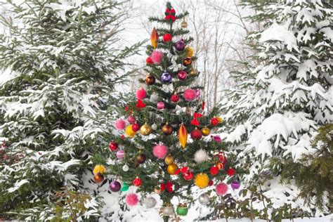 Outdoor Snow Covered Christmas Tree Stock Image Image Of Beautiful