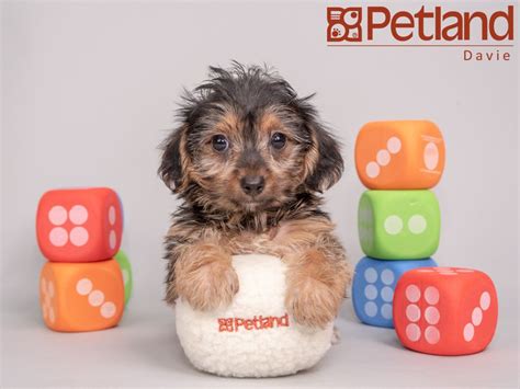 Thanks so much for a wonderful experience in purchasing our puppy. Petland Florida has Morkie puppies for sale! Interested in ...