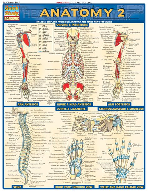 Solution Barcharts Quickstudy Anatomy Vol 2 Studypool