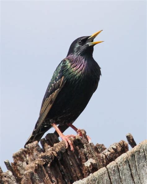 European starling in full plumage. European Starling photos | Birdspix