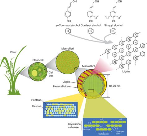 Check spelling or type a new query. Genetic Strategies to Enhance Plant Biomass Yield and ...