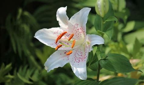 How And When To Plant Lily Bulbs Tips From Gardening Experts