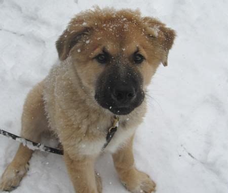 One way to determine the ancestry of your mixed breed is through a dna test. Shadow the German Shepherd Dog / Great Pyrenees / Saint ...