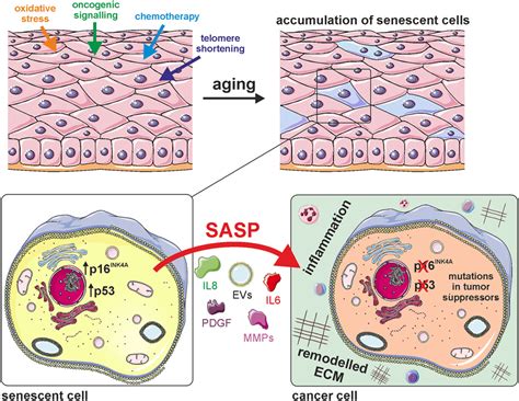 Aging Cell