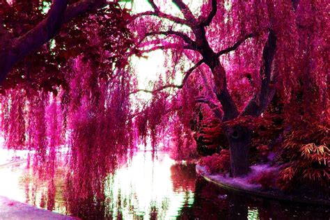 Free Download Pink Color Images Pink Trees Hd Wallpaper And Background