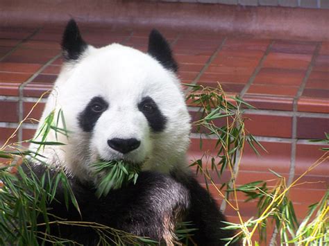 Life News Giant Pandas Died Of Distemper Virus China Struggling To