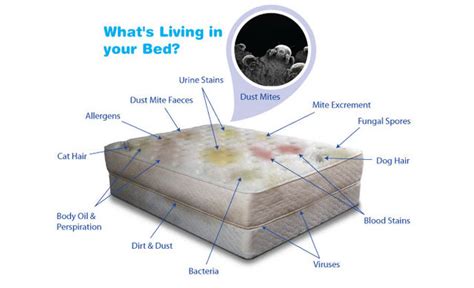 You could expect to find around 10 how to clean dust mites from a mattress. Mattress Cleaning Ringwood - Super-Clean PRO Carpet and ...