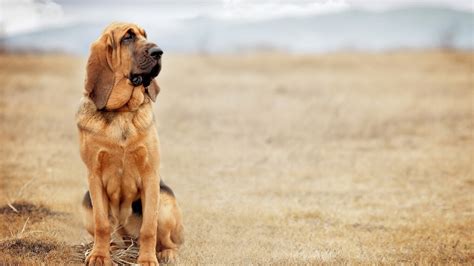 Wallpaper dog, bloodhound, 4k, Animals #14943
