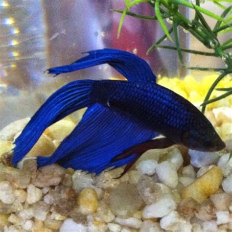 In the wild they can survive in shallow. Freshwater Frenzy: Betta Fin and Tail Varieties