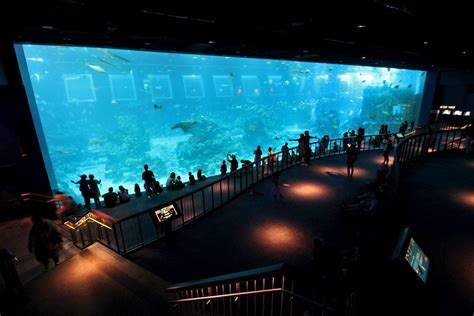 Find Nemo At Sea Aquarium At Resorts World Sentosa In Singapore