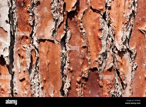 Old Tree Bark Texture Stock Photo Alamy