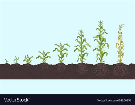 Growth Stages Maize Plant Corn Development Vector Image