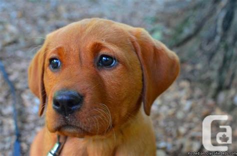 In the 19th century, they began being trained as gun dogs for hunting. CKC REGISTERED YELLOW OR FOX RED LABRADOR PUPPIES LAB for ...