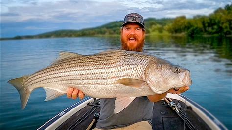 Catching Giant Striped Bass In A New Lake Youtube