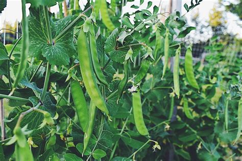 How To Grow Peas From Seed The House And Homestead