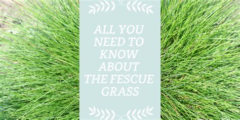 All You Need To Know About The Fescue Grass Complete Guide