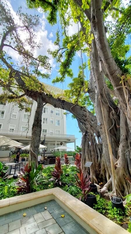 Moana Banyan Tree At Moana Surfrider Courtyard Near Waikiki Beach 🌴 Honolulu Oahu Travel Blog