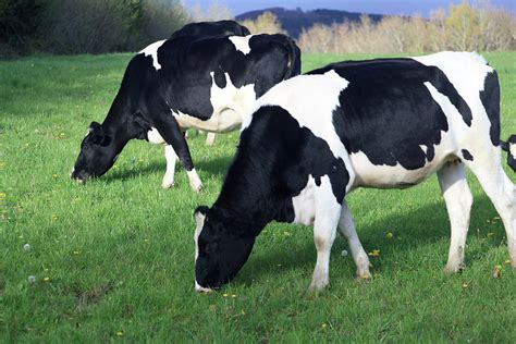 Grazing Cows Photograph By Hepatus Fine Art America