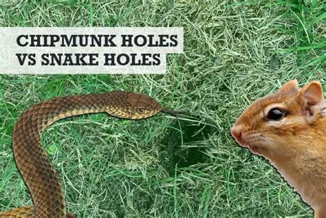 Chipmunk Holes Vs Snake Holes How To Identify Easily