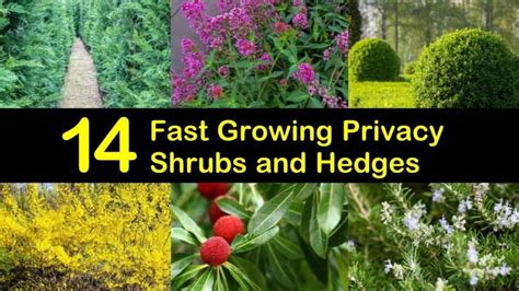 14 Fast Growing Privacy Shrubs And Hedges Fast Growing Privacy Shrubs
