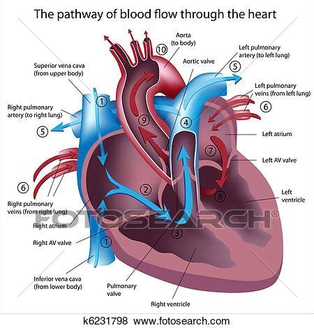 We explain heart and blood flow with video tutorials and quizzes, using our many ways(tm) approach from multiple teachers. Blood flow through the heart Clip Art | k6231798 | Fotosearch