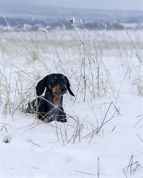 Dachs Hund Through The Snow Doglove Snowdog Doxies Dachshunds