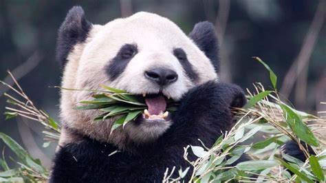 A Panda Primer What You Need To Know Before Visiting The Toronto Zoo
