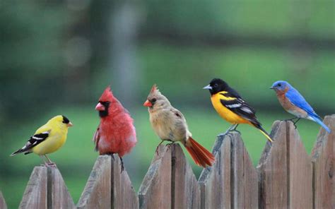 Caught On Camera Real Life Angry Birds Caught On Camera