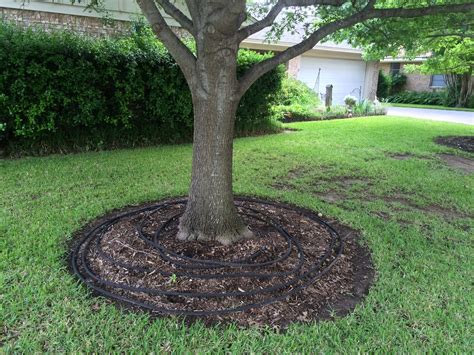 How much and how often? Summer Water Tips for Healthy Trees - Blog - Preservation Tree Services - Dallas & Fort Worth, TX