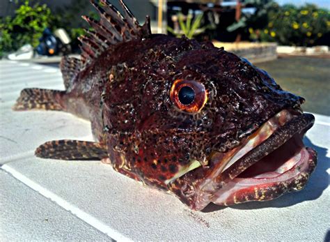 Smoked fish, bacon, ham, steak, or chorizo $ 5.50 $ 7.50 torta. 2 lb sculpin caught off La Jolla, San Diego. Some of the ...