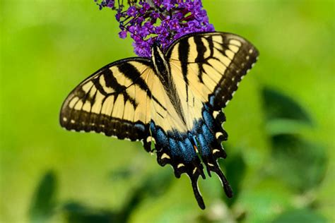 E Is For The Eastern Tiger Swallowtail Butterfly South Carolina