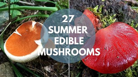 Identify 27 Summer Edible Mushrooms Edible Mushrooms Wild Edibles