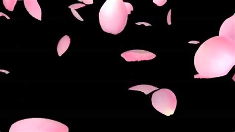 Share the best gifs now >>>. Cherry Blossom (Sakura) Falling Background - YouTube